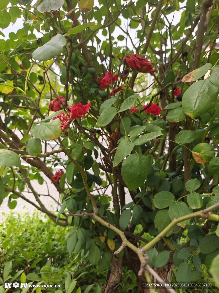 繁花满枝的绿植景观
