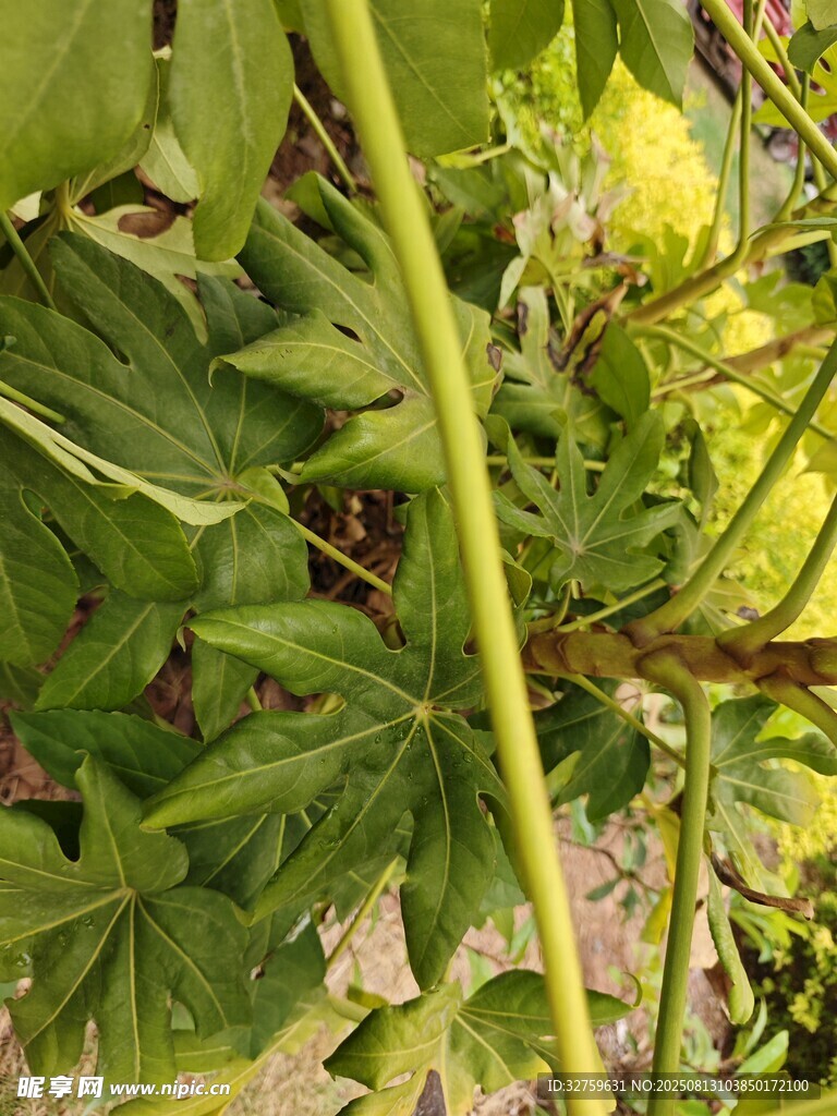 植物特写