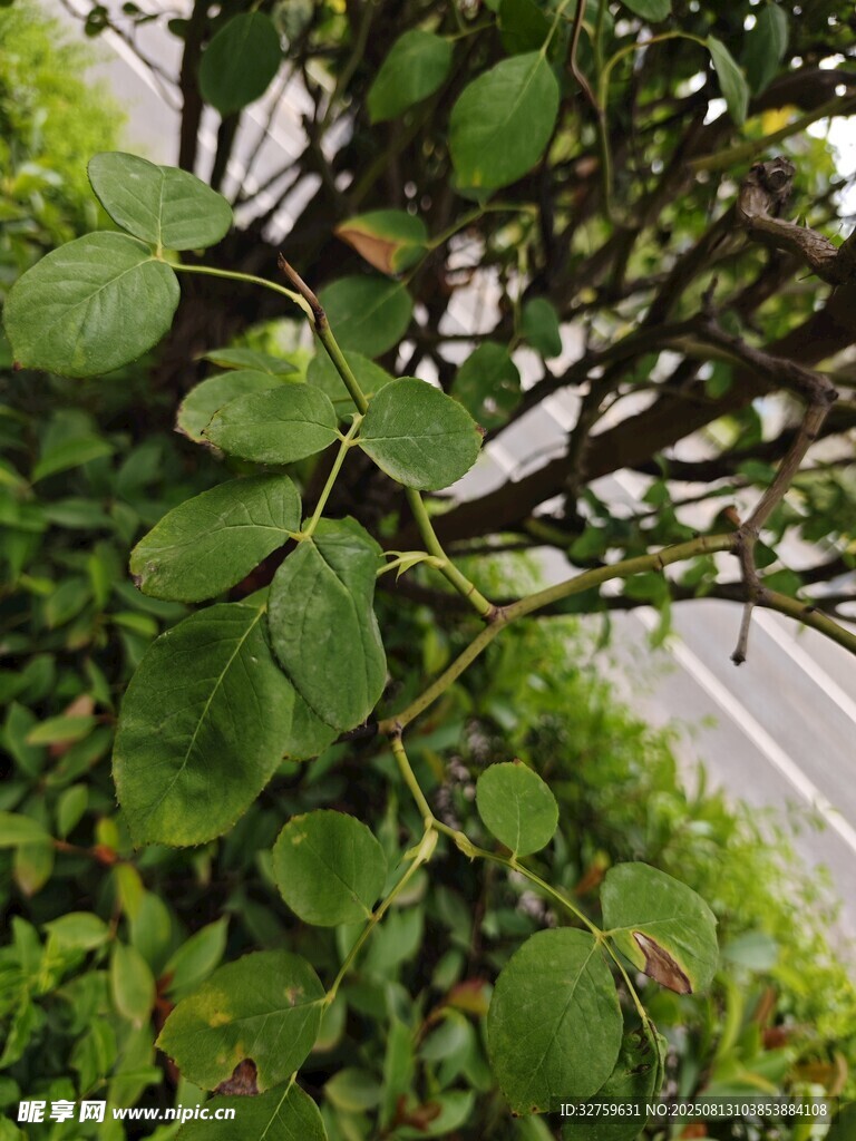 绿叶繁茂的植物景象