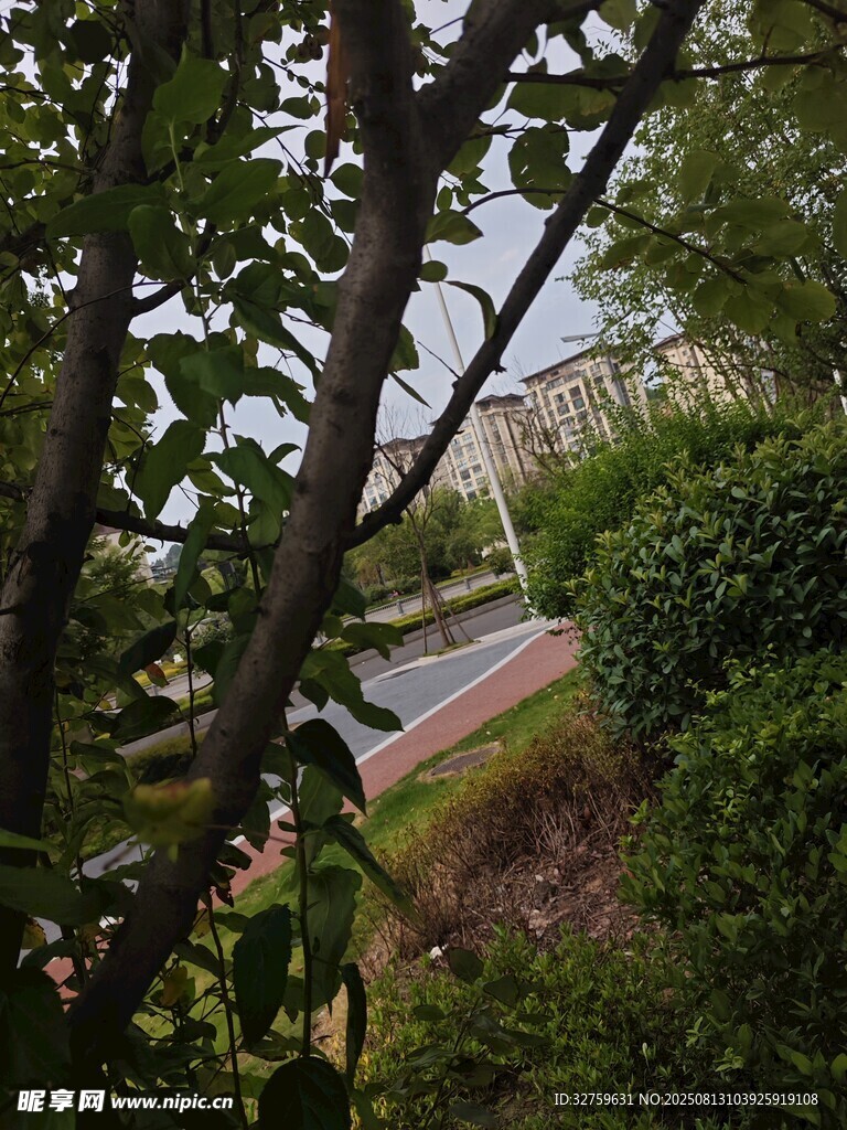 透过枝叶看道路风景