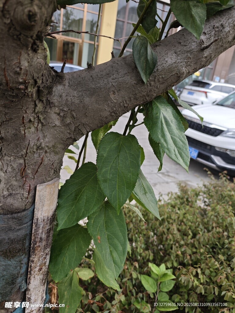 树枝上的翠绿叶片