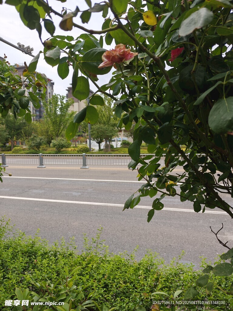 路边繁花绿叶的景致