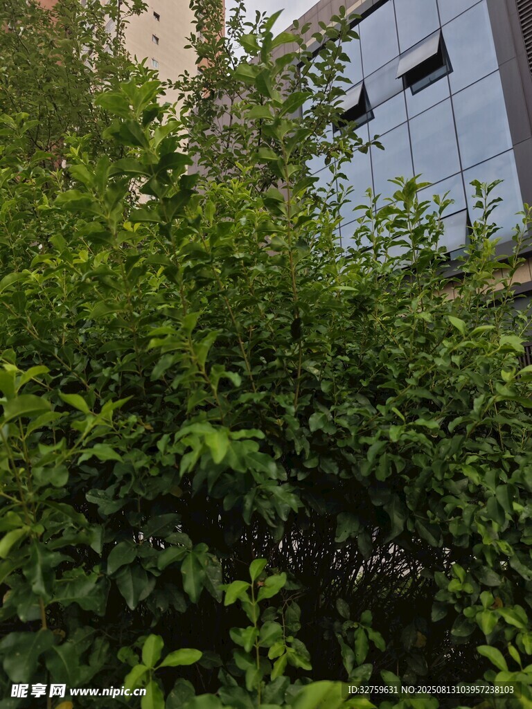 绿叶繁茂的绿植景观