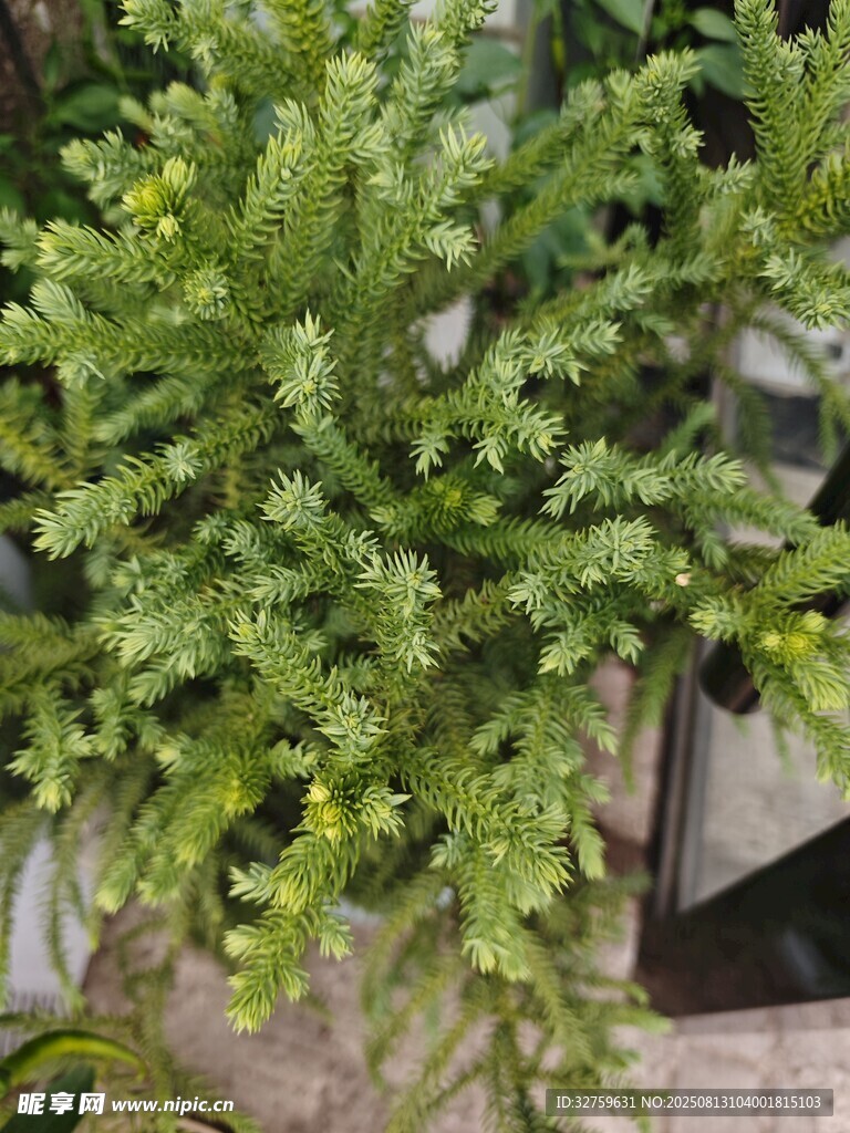 翠绿茂盛的室内绿植