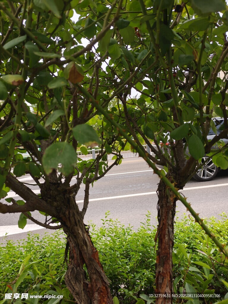 路边繁茂的绿植景观