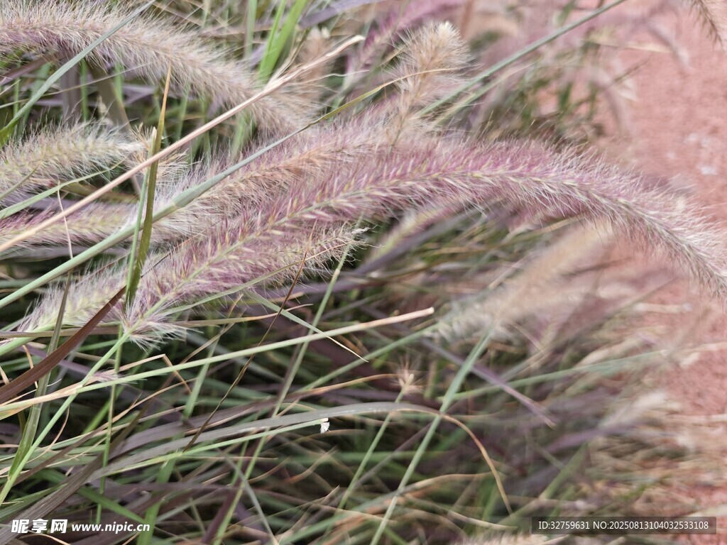 轻柔粉白狗尾草特写