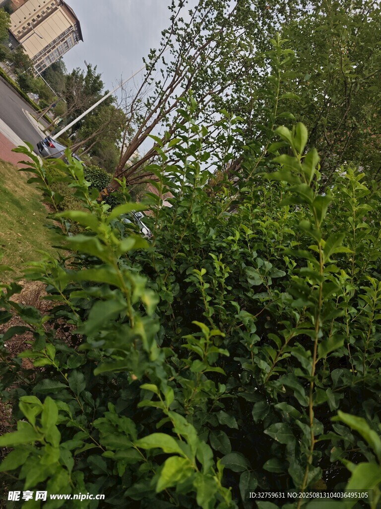 户外绿植景观
