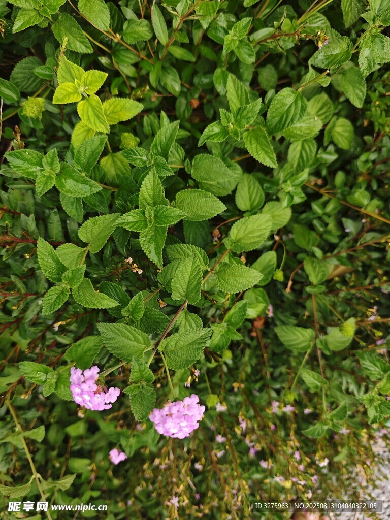 绿叶丛中的粉嫩小花