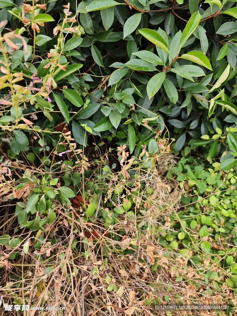 绿叶与枯黄植物景观