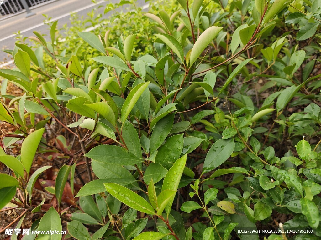 翠绿繁茂的茶树植株