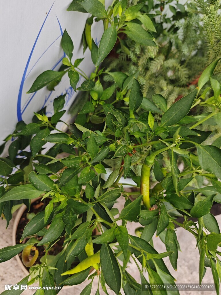 盆栽绿植