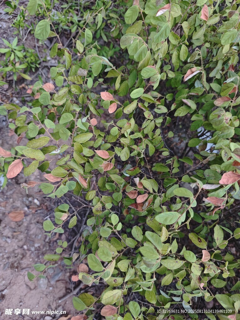 绿叶繁茂的植物景观