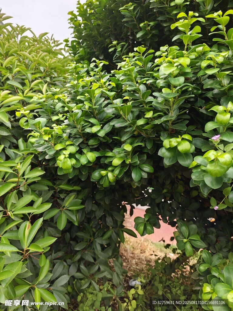 繁茂绿植景观