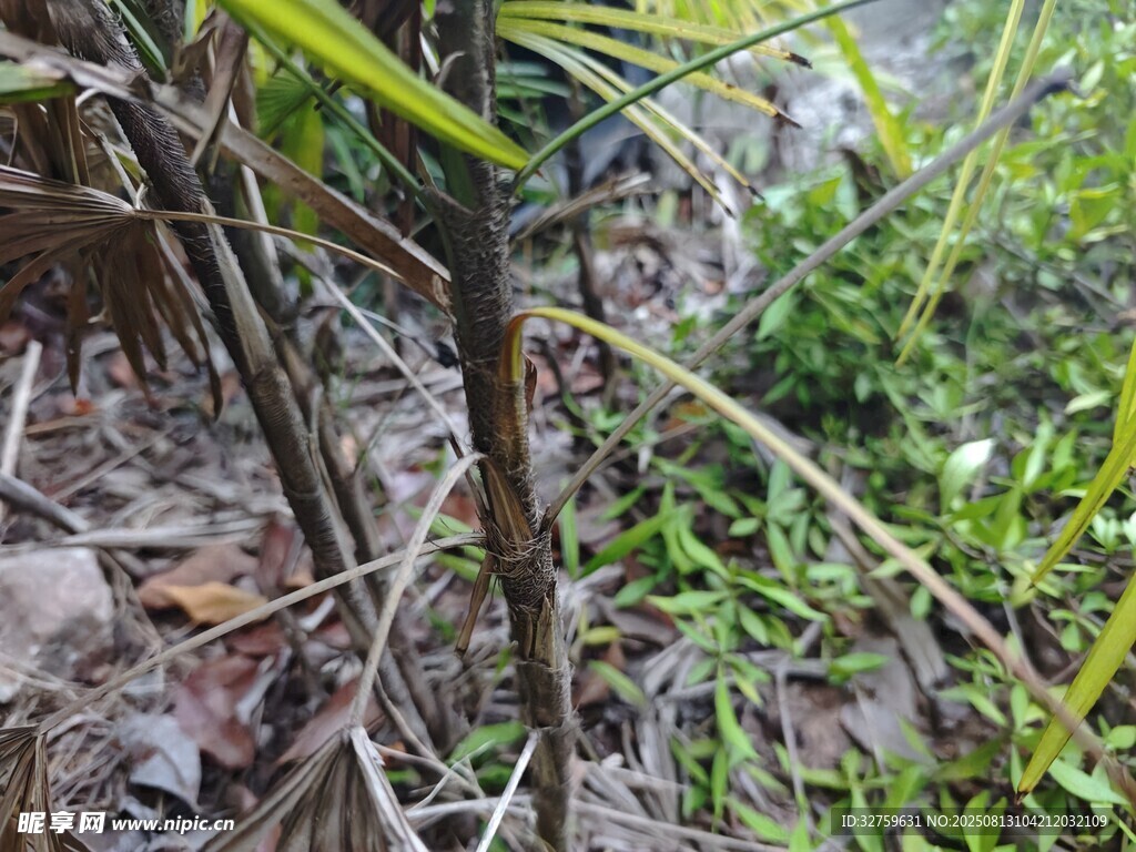 野外丛生的草木
