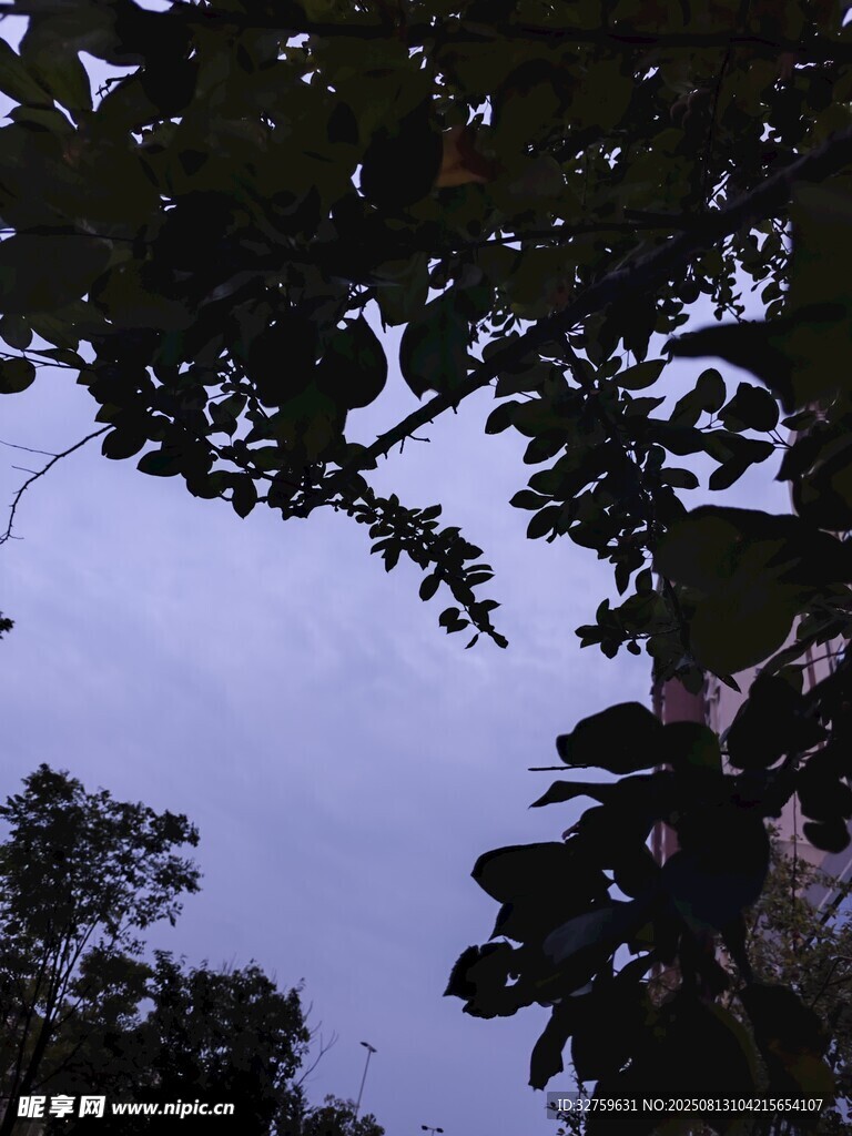 透过枝叶望天空