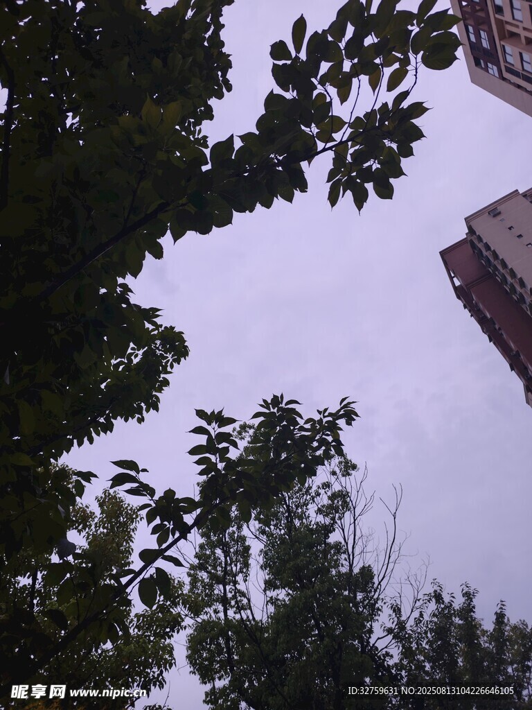 仰视绿树与高楼