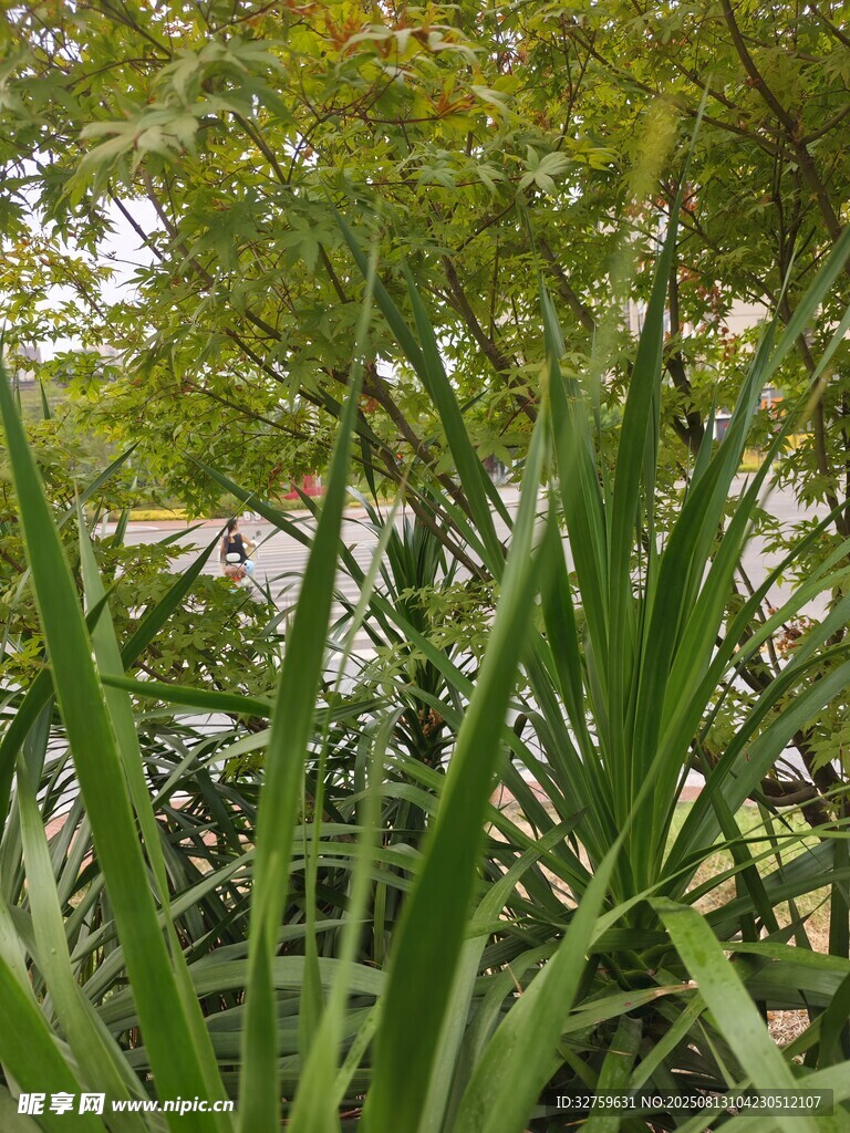 翠绿植物景观