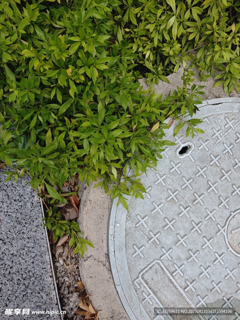 绿植环绕的精致井盖