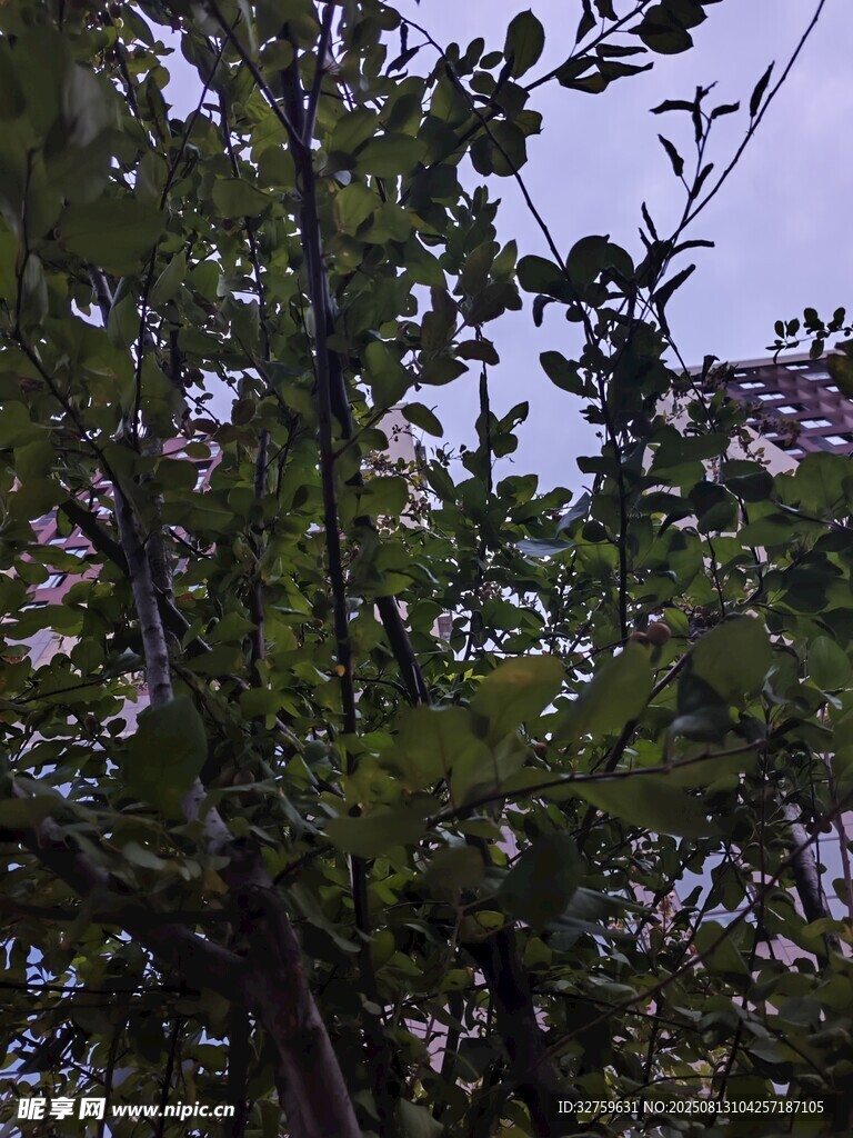 繁茂绿树