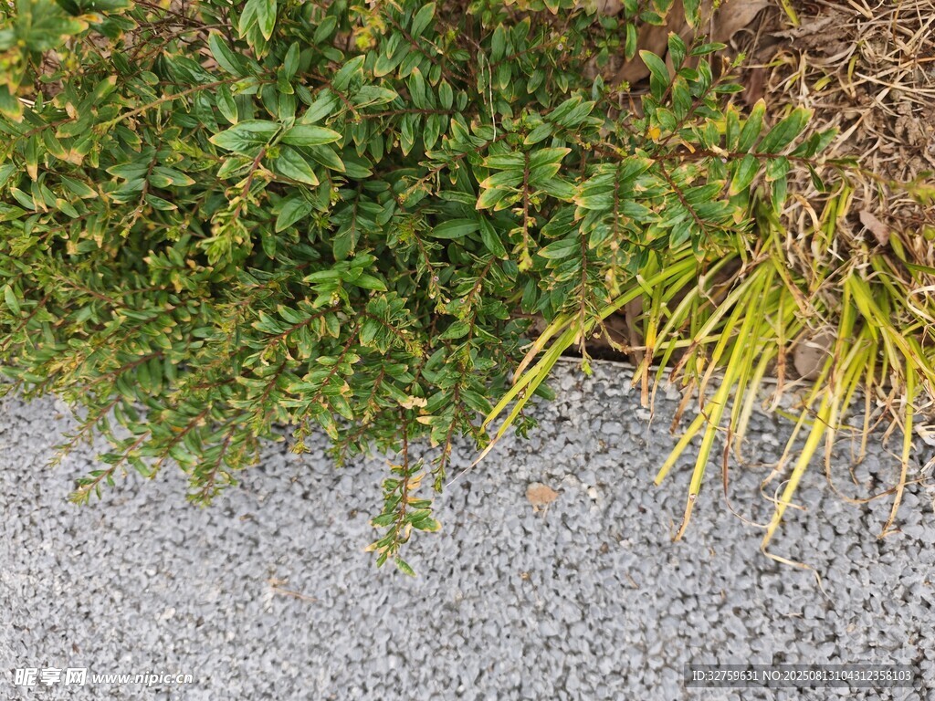 路边绿植与碎石景观