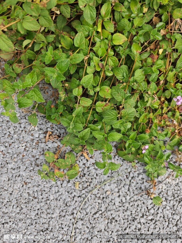 碎石旁的翠绿蔓生植物