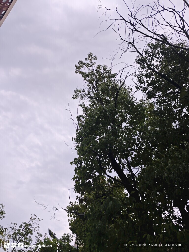 天空下的繁茂绿树