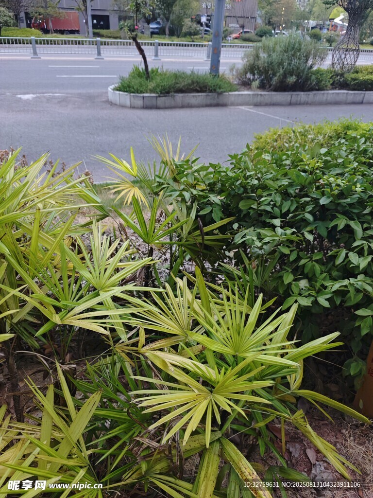 路边翠绿繁茂的观赏植物
