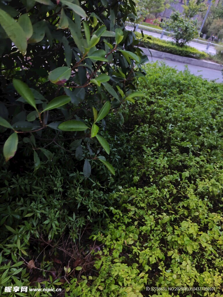 绿意盎然的路边植物景观