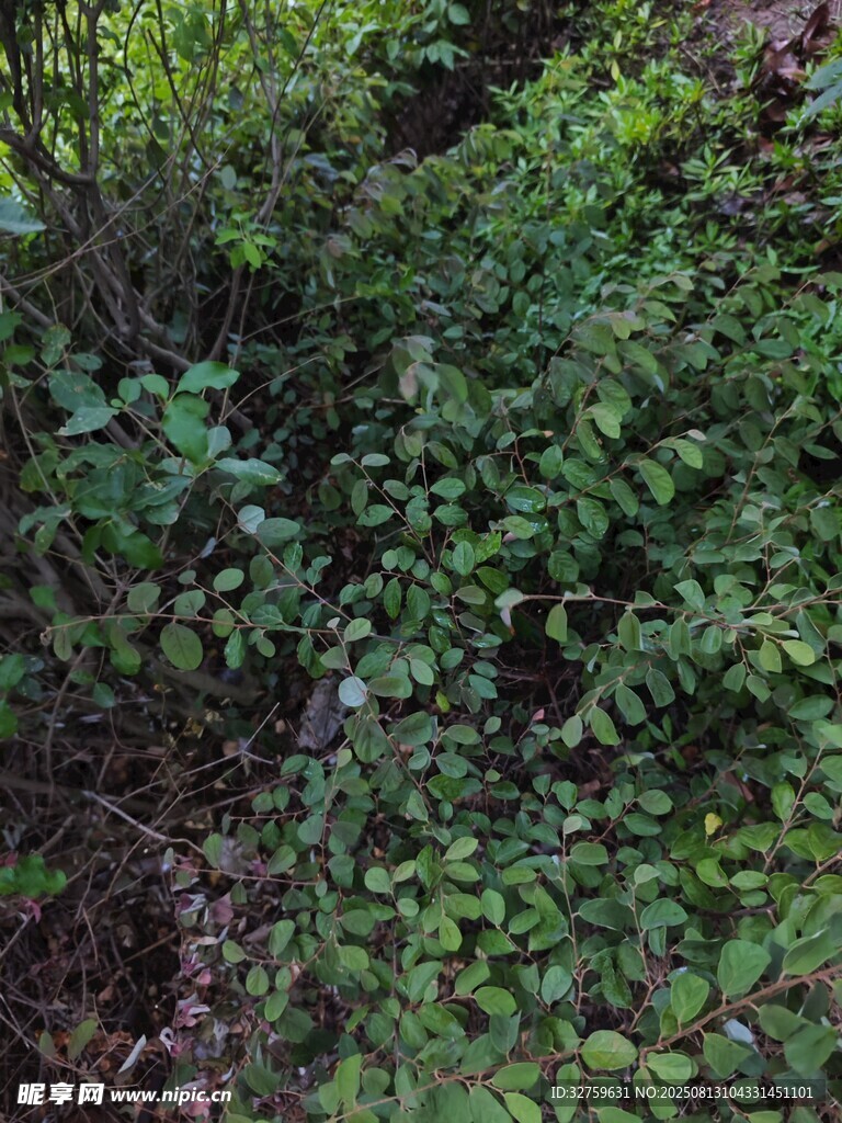 繁茂绿植景观