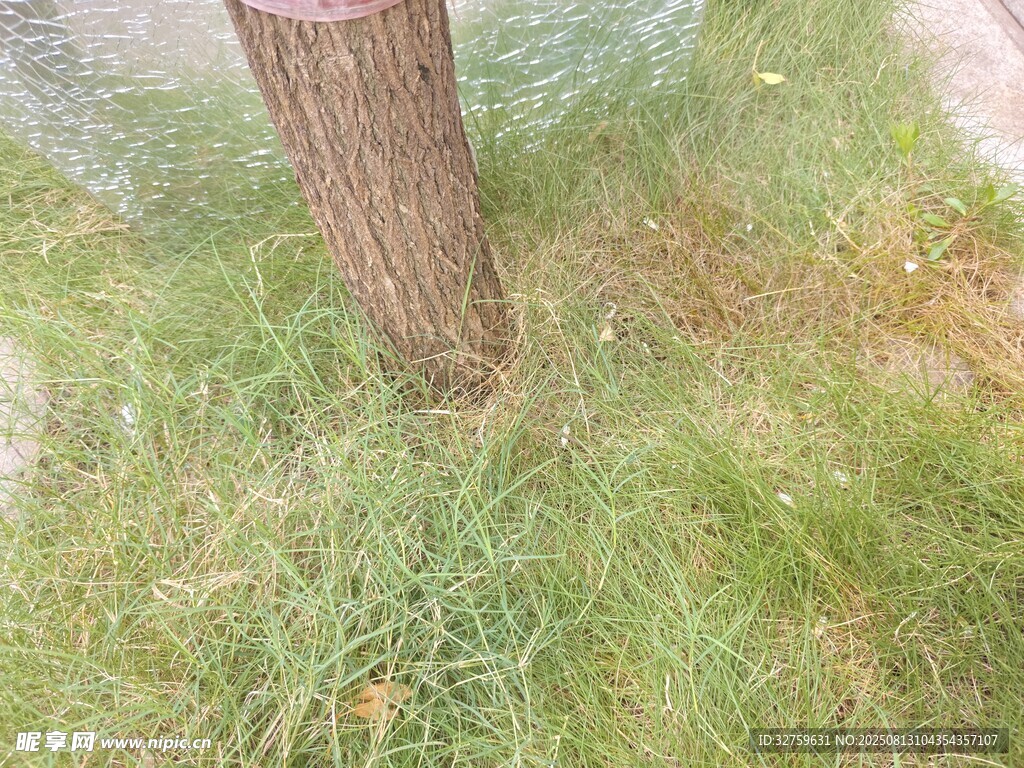 树干下的翠绿草地
