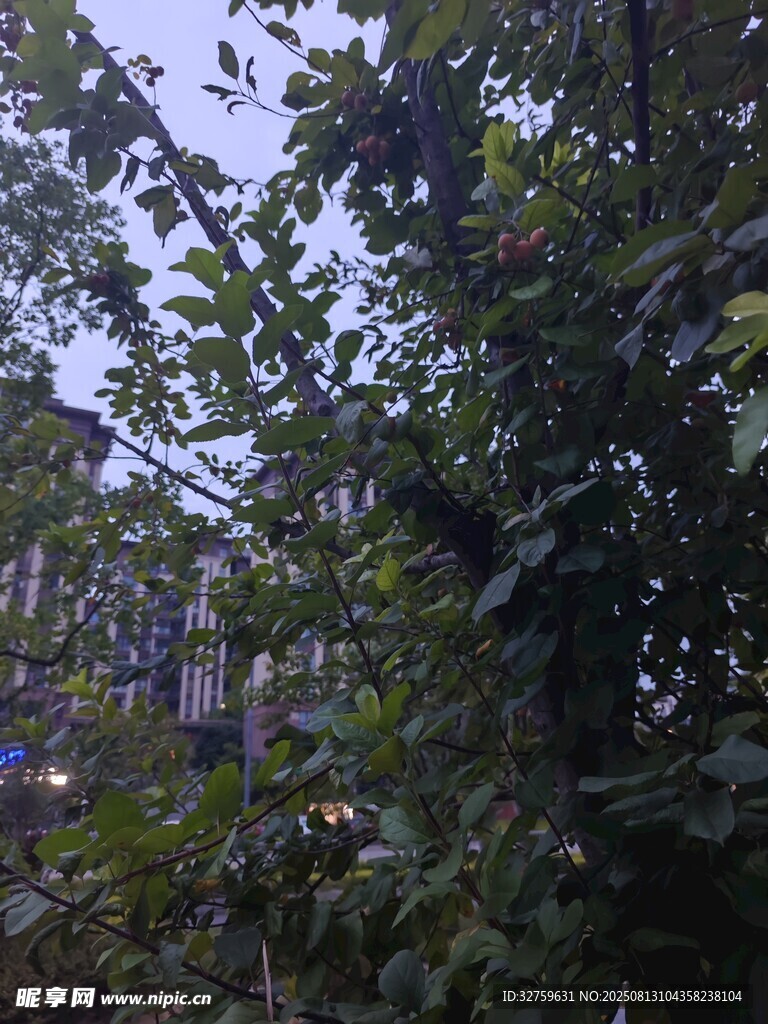 茂密树林中的繁茂枝叶