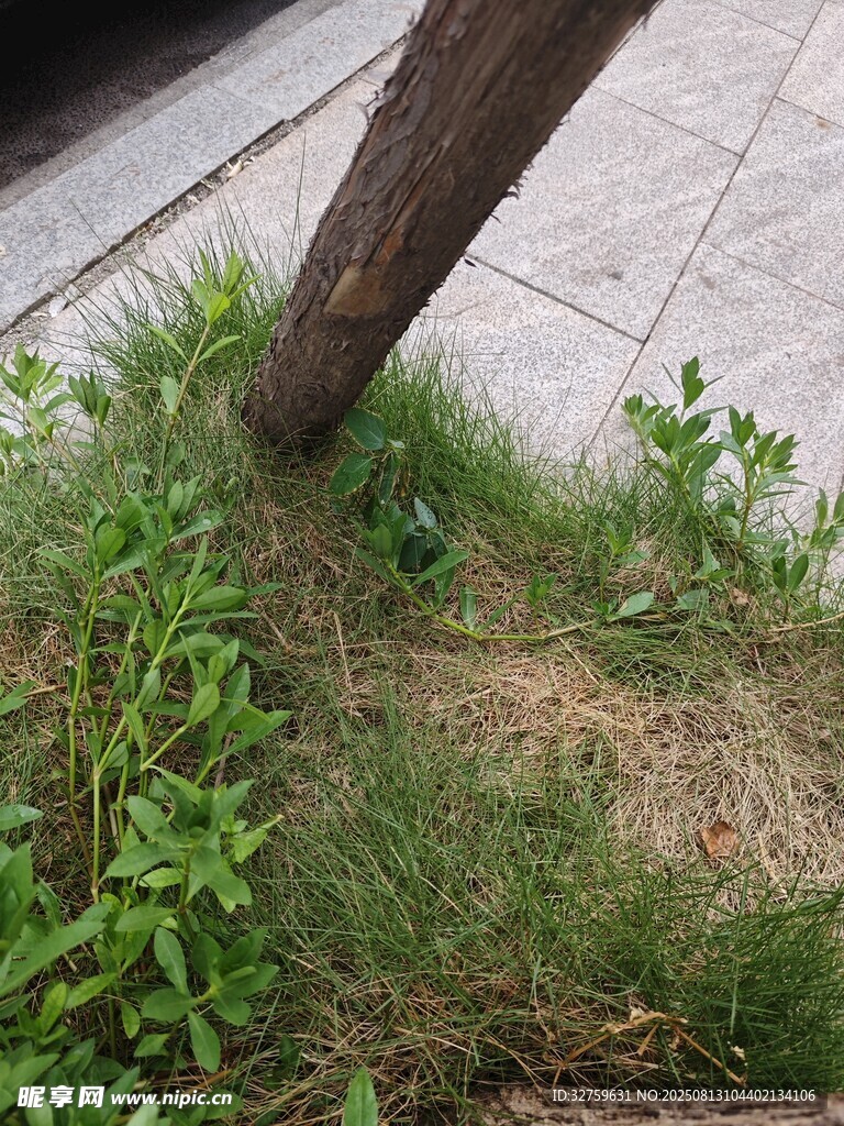 路边木杆旁的丛生野草