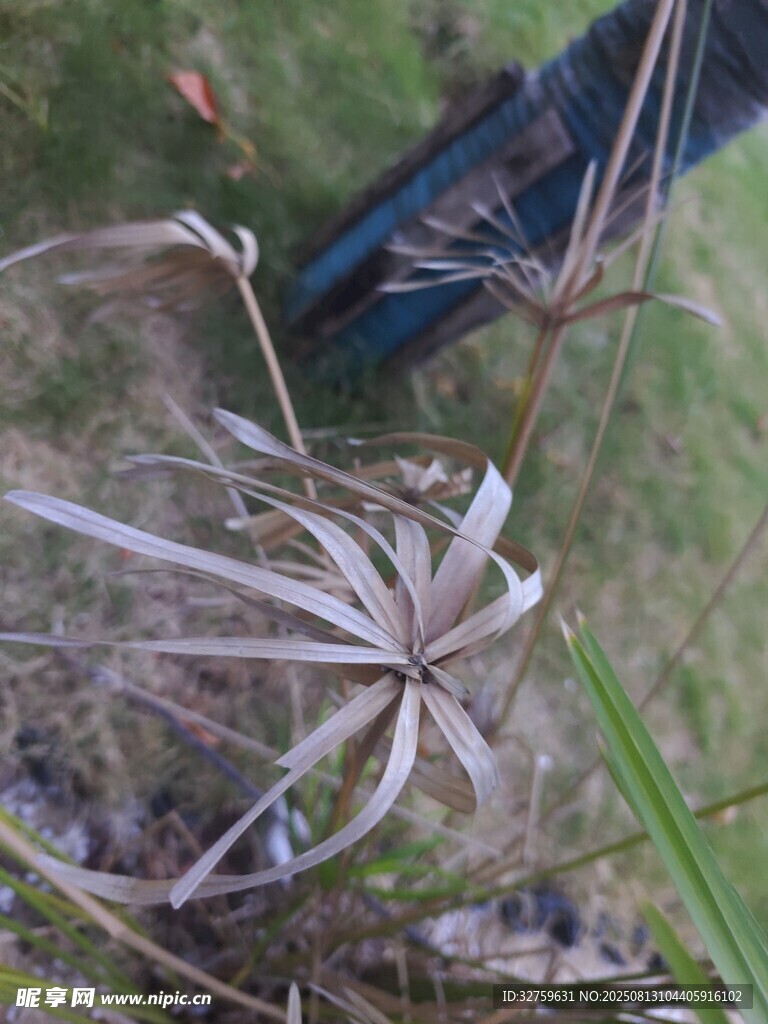 野外干枯的奇特星形植物