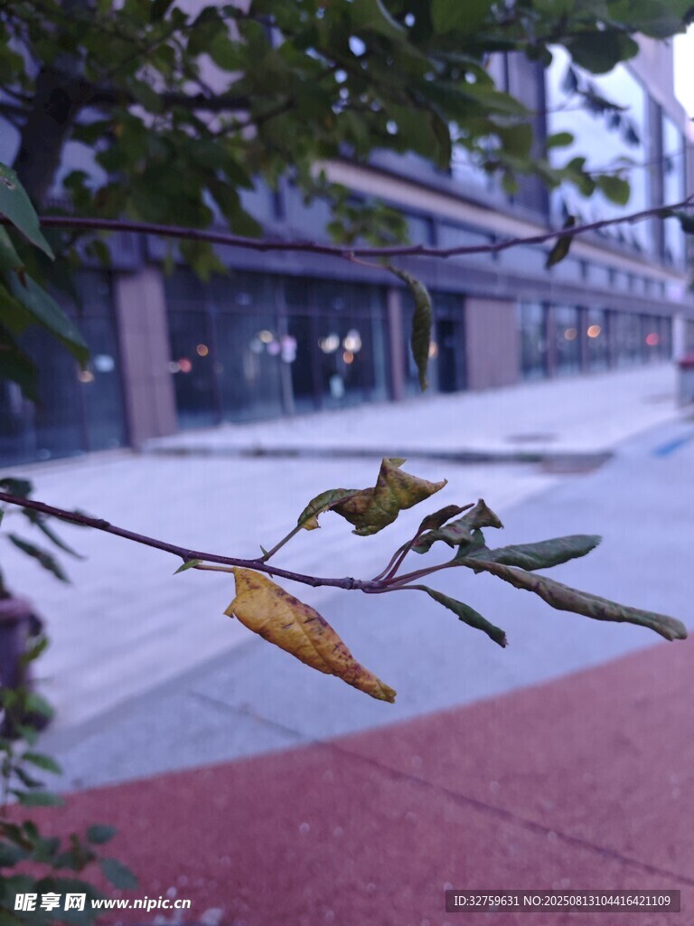 风雨中摇曳的植物枝叶