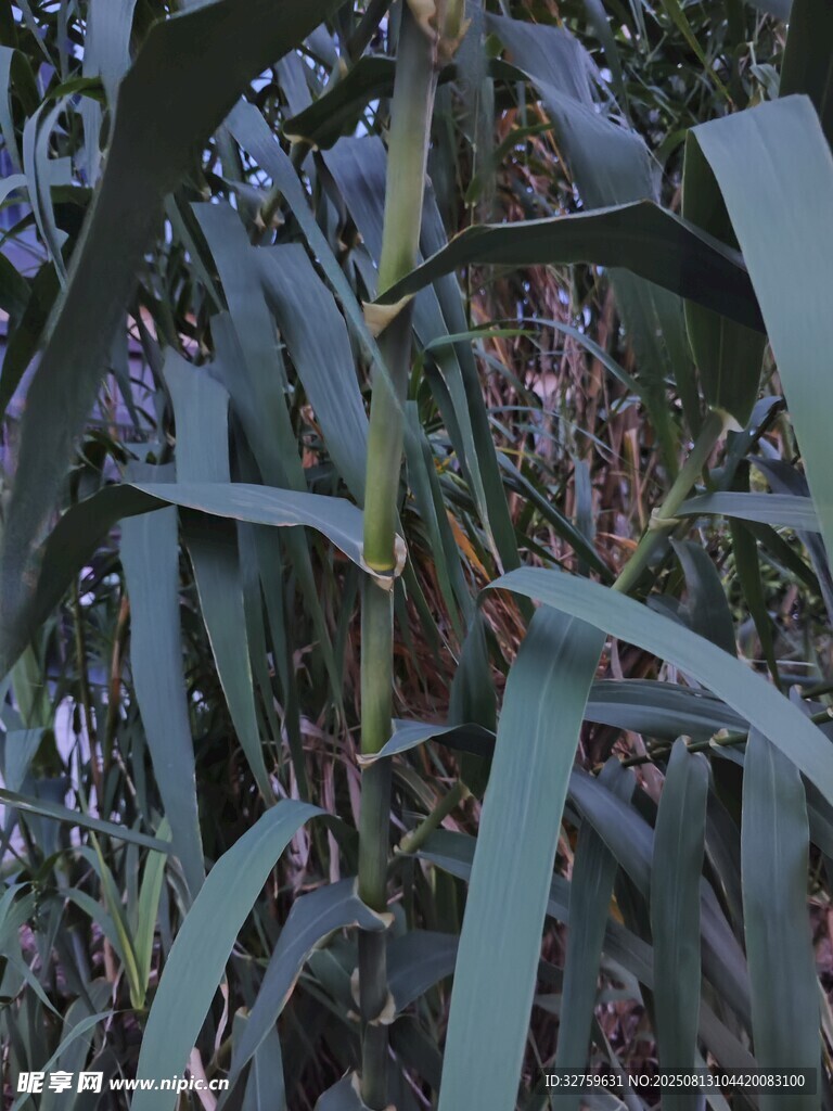 剑麻叶片特写