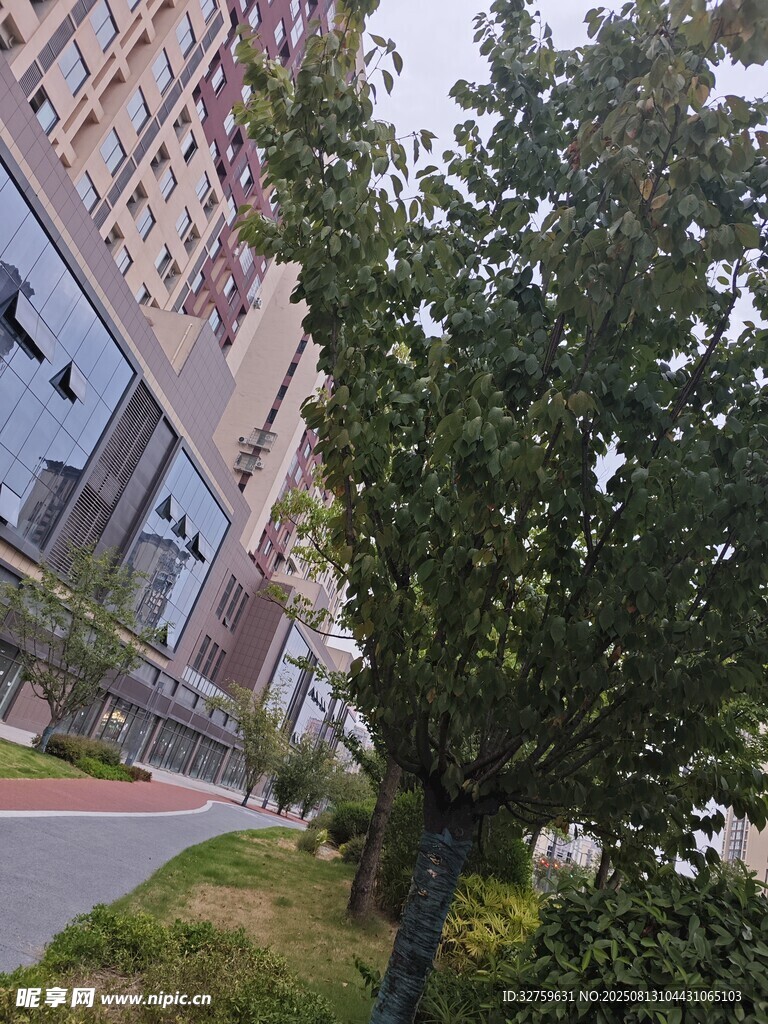 城市街道旁的绿树景观