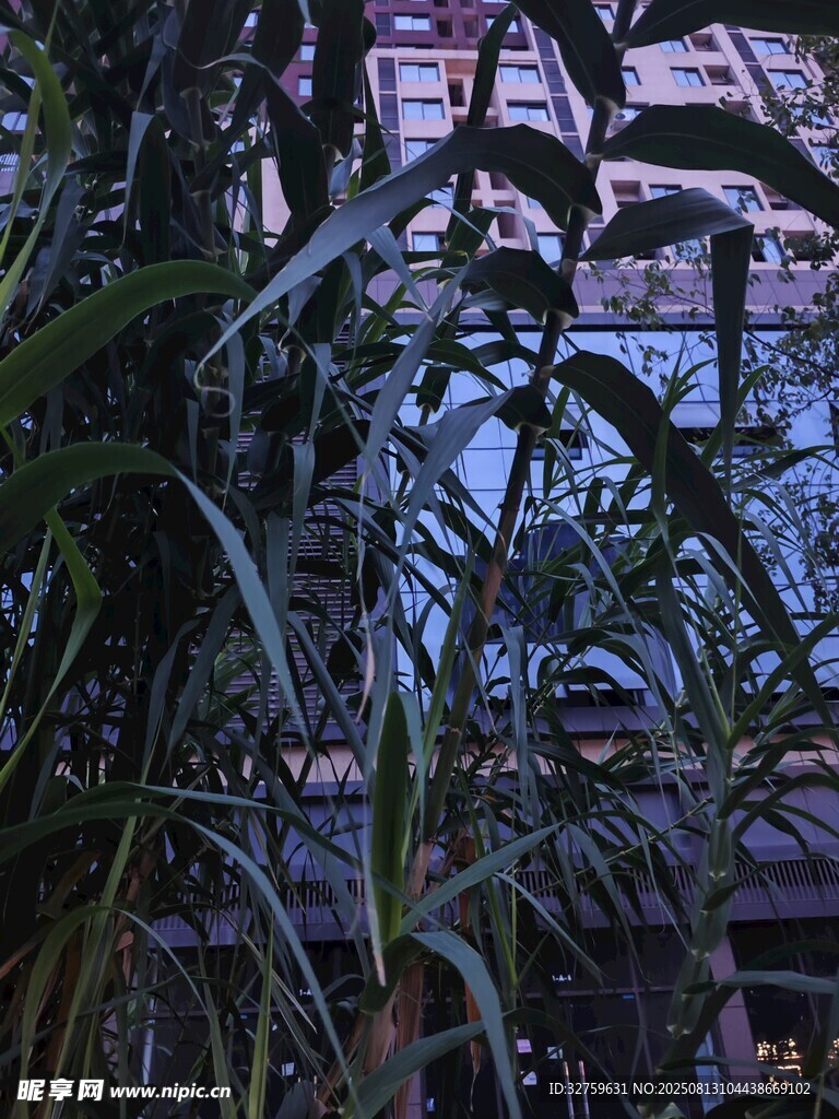 透过绿植看朦胧建筑