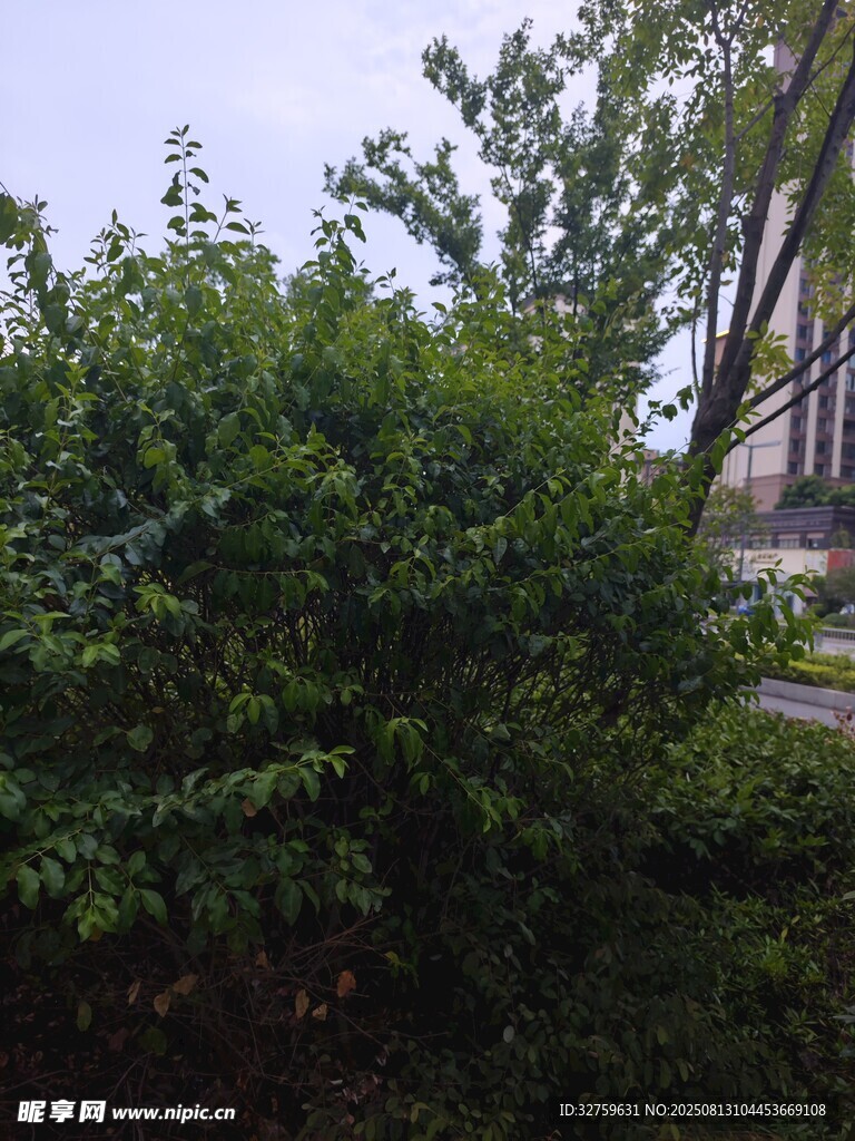 繁茂绿植与背景建筑景观
