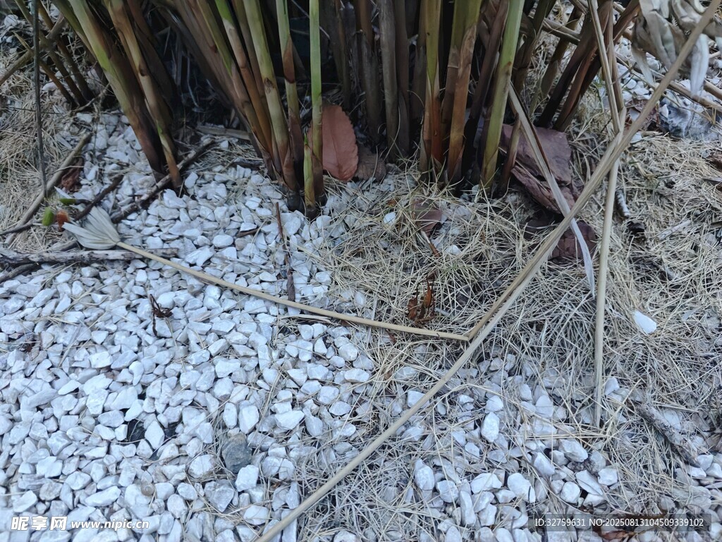 碎石旁的植物根茎