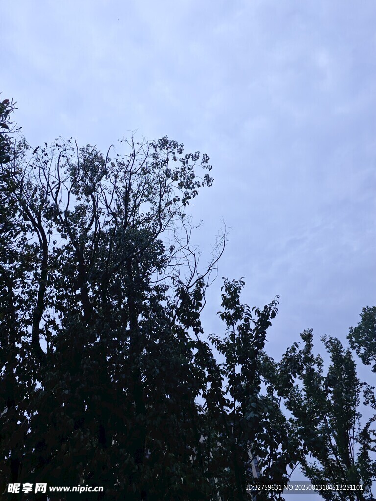 树梢之上的朦胧天空