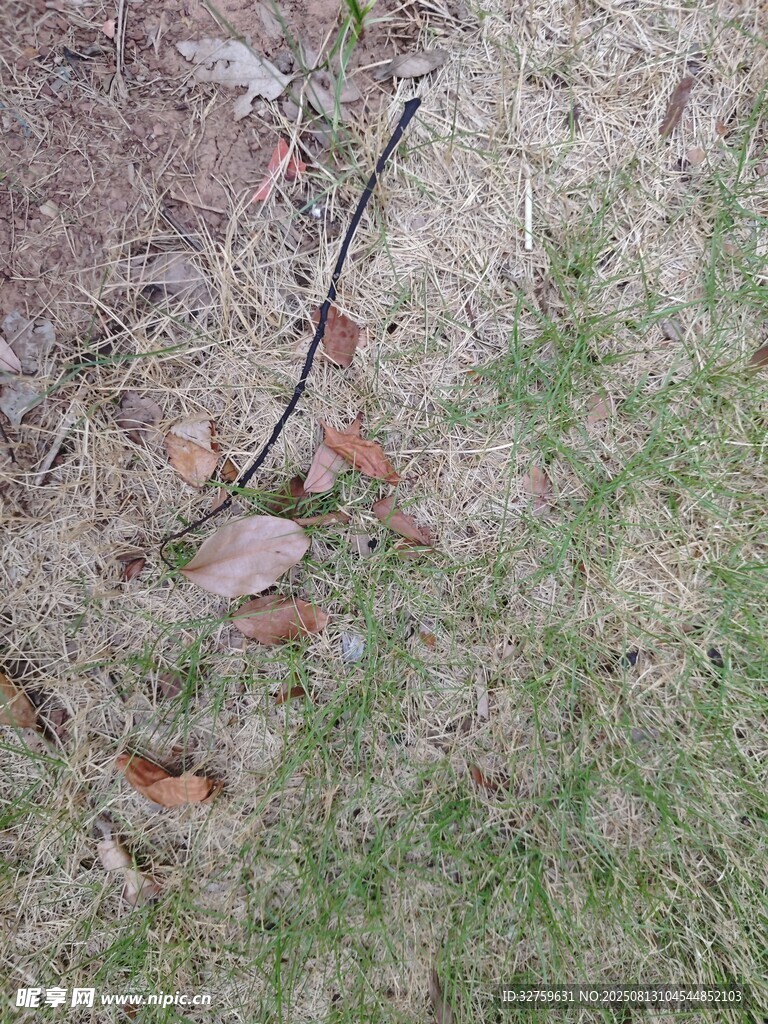 地面上的枯枝与落叶
