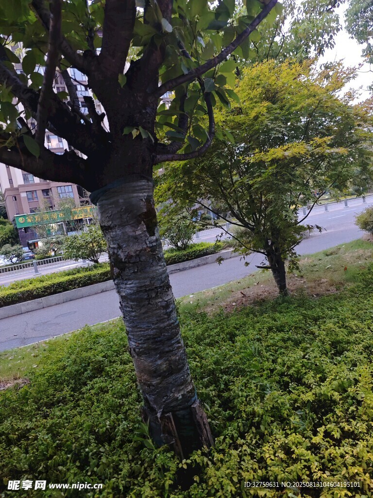 路边绿树与繁茂植被景观