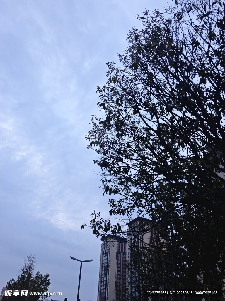 城市树梢与天空景象