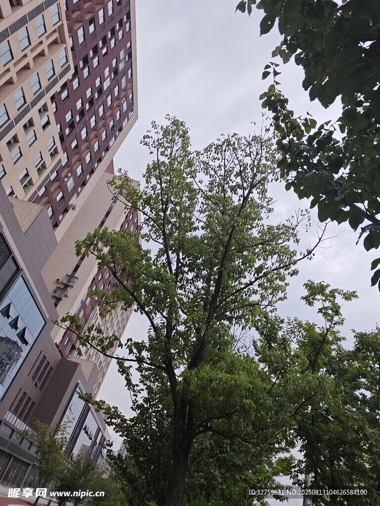 城市中繁茂绿树与高楼