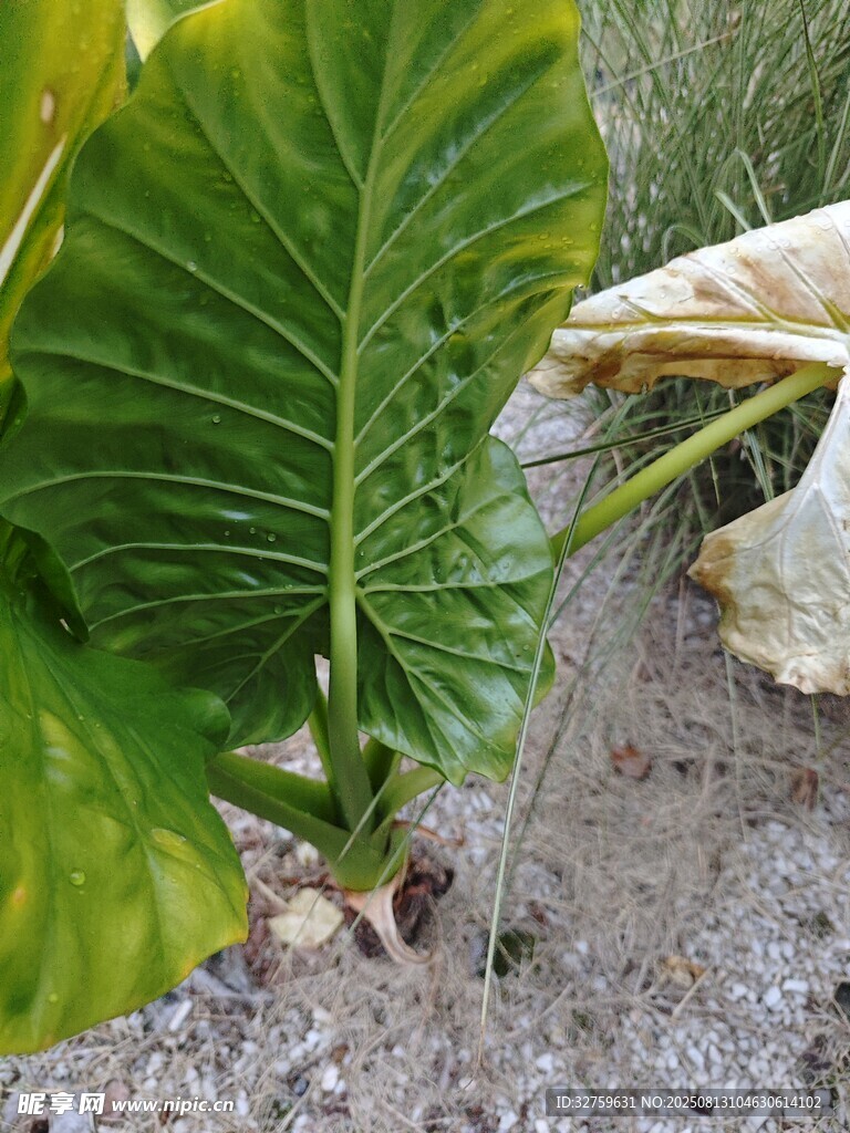 大叶片绿植特写