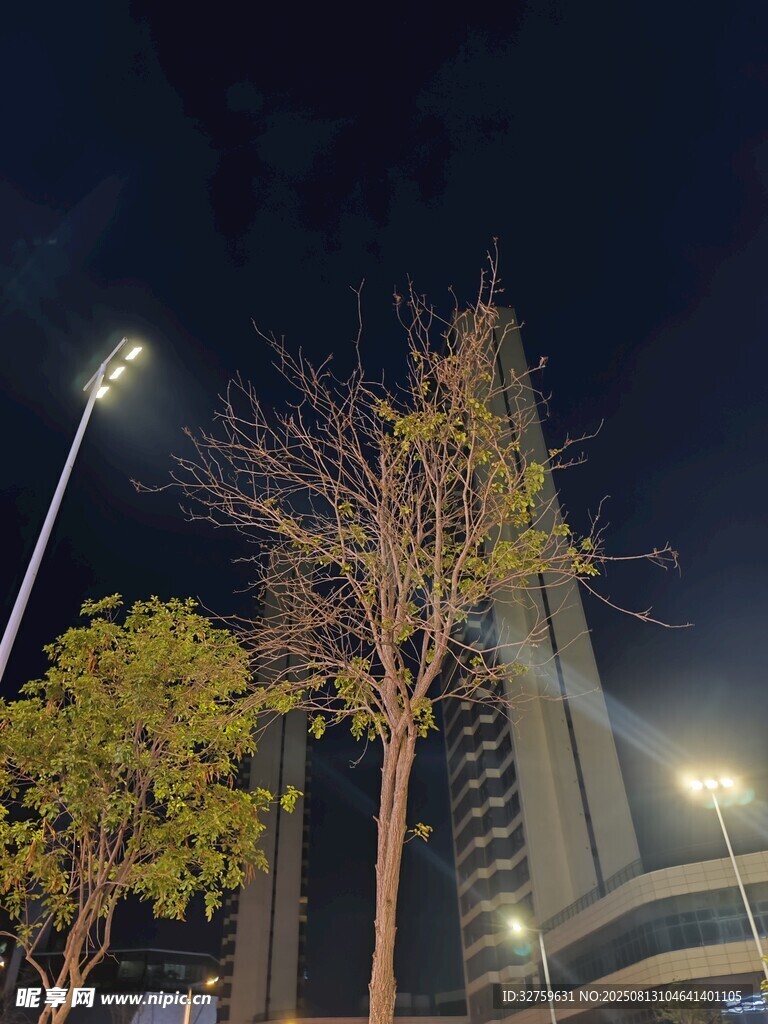 夜晚城市中的树木与建筑
