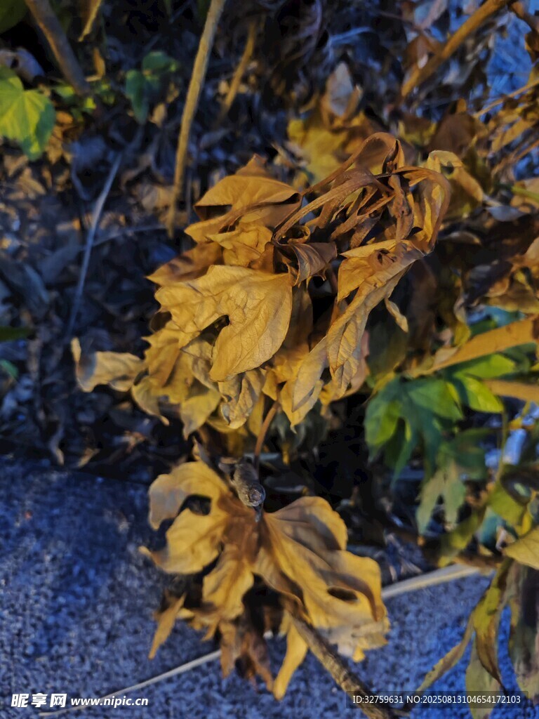 路边枯萎黄叶景象