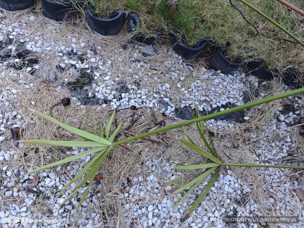 地面上的黑色虫子与绿植
