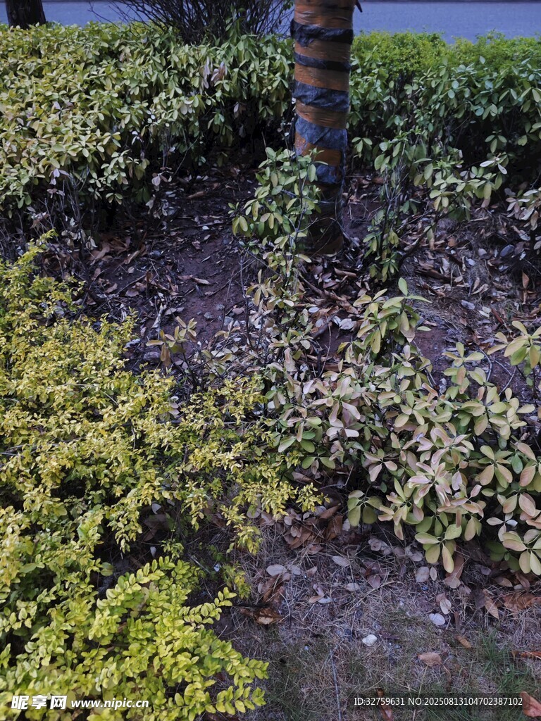 树下多彩植物景观