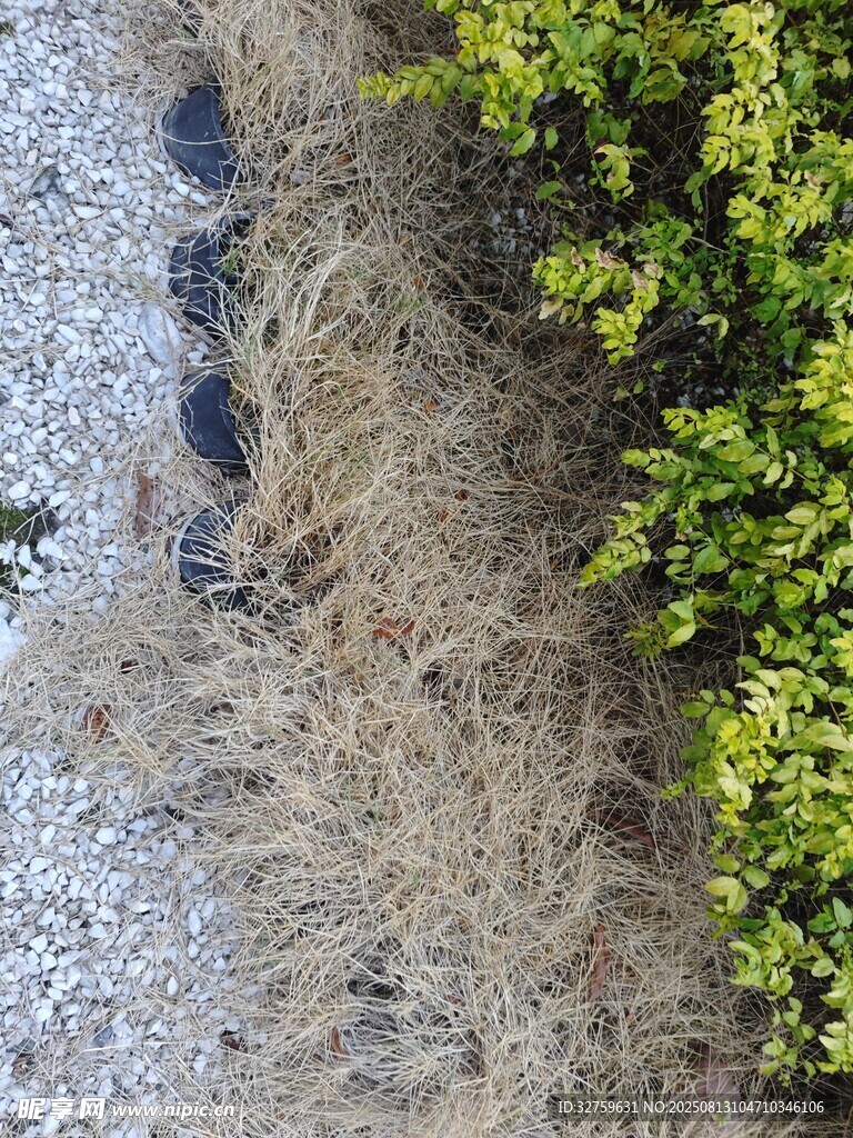 地面杂草与碎石景象